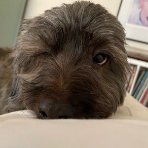 Meet your Posher, Piper